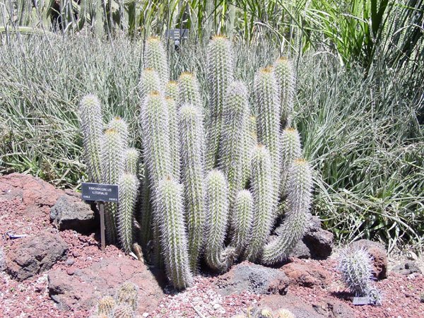 Echinopsis_litoralis_1